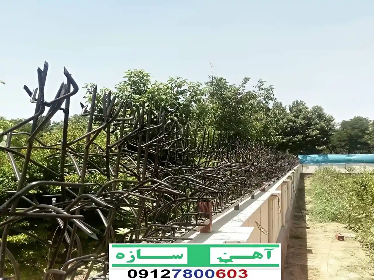 نرده حفاظ دیوار ساختمان شاخ گوزنی بوته ای لیلیوم