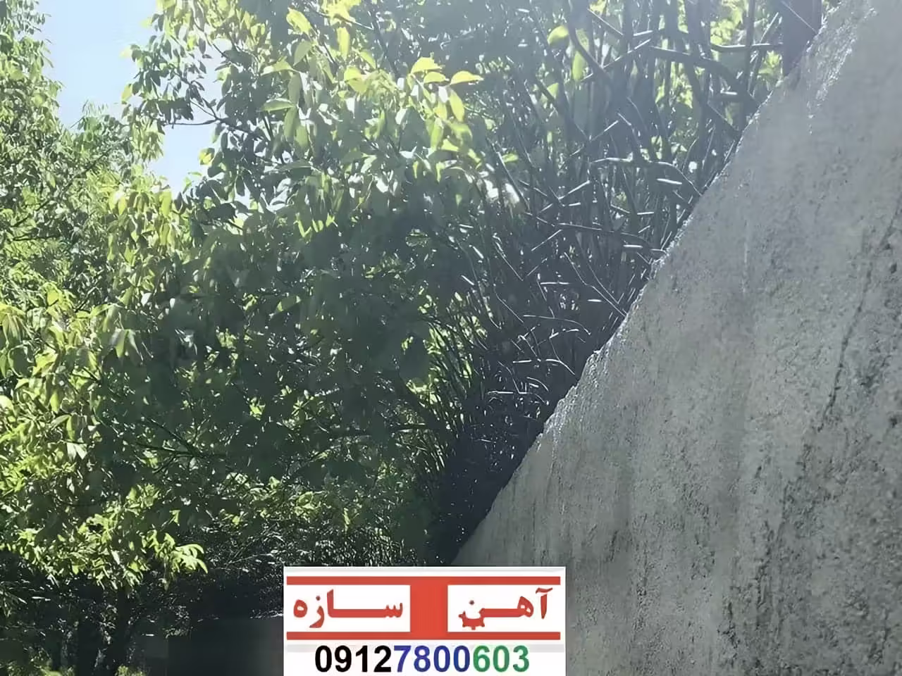 قیمت خرید حفاظ شاخ گوزنی حفاظ بوته ای خار حفاظ لیلیوم