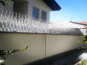 شاخ گوزنی متری چنده
