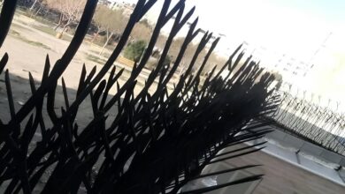 فروشگاه طرح های شیک حفاظ شاخ گوزنی