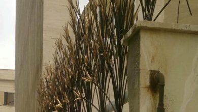 fence-wall-protection-deer-antler-spear-uu