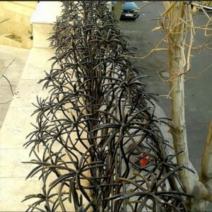 حفاظ نخل مرداب فلزی با طراحی شاخه ای منظم
